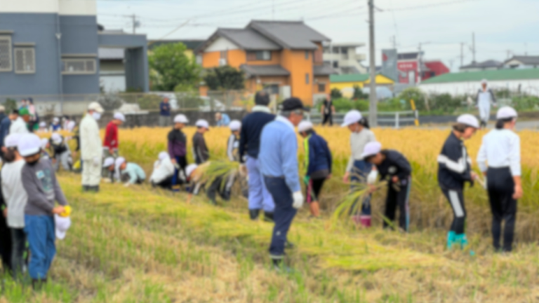 【手作業】稲刈りを小学生に体験していただきました！：岡崎農業法人オペレーター加藤